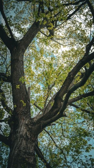 a field guide to trees of ontario
